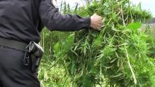 Уважаемые жители Брюховецкого района! На территории района продолжается межведомственная комплексная оперативно-профилактическая операция «Мак-2020».