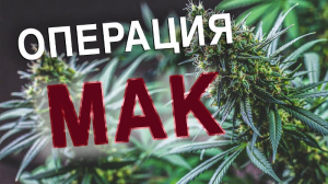 На территории Брюховецкого района начинается межведомственная комплексная оперативно-профилактическая операция «Мак-2022»