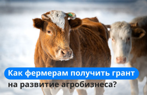 Как фермерам получить грант на развитие бизнеса