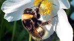 Защита пчёл от негативного воздействия пестицидов