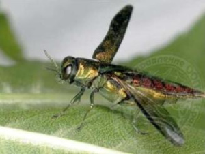 О массовом распространении насекомого-вредителя -ясеневой изумрудной узкотелой златки