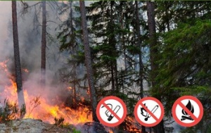 Министерство природных ресурсов Краснодарского края напоминает о необходимости соблюдения требований правил пожарной безопасности в лесах!
