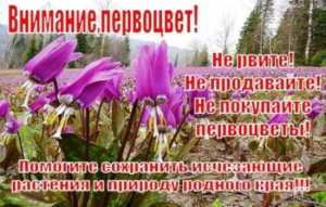 ВНИМАНИЕ!!! НА КУБАНИ СТАРТОВАЛА АКЦИЯ "ПЕРВОЦВЕТЫ"